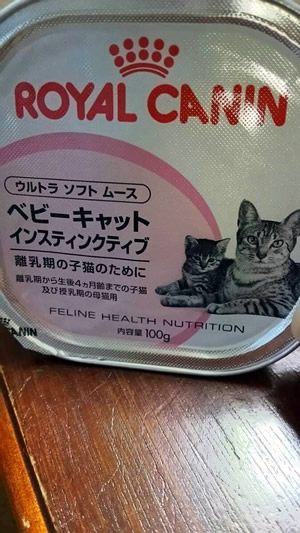 【ロイヤルカナン】子猫離乳食をベビーキャットインスティンクティブに決めた口コミ