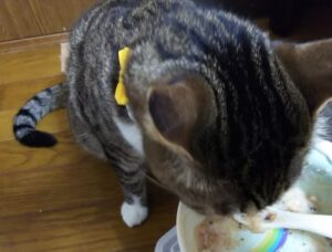猫の歯磨きのやり方